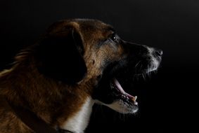 portait of Dog Tooth