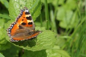 orange bright butterfly on a green bush