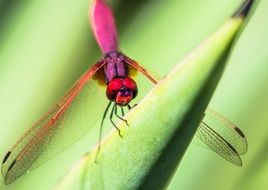 pink dragonfly on plant stems