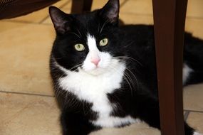 black and white cat lies on the floor under a chair close-up