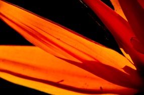 orange petals of a bird of paradise flower