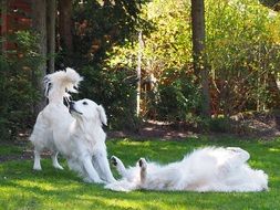 white dogs play on green grass