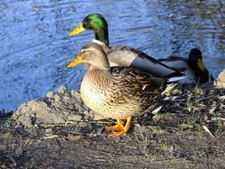 attractive Wild Ducks