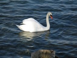 White Mute Swan swims