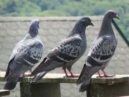 Pigeons on Roof