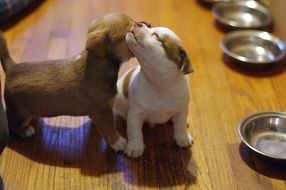Puppies Small Breed Dog