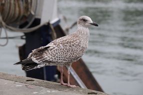 Seagull Bird in a port