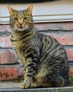 barred tabby cat