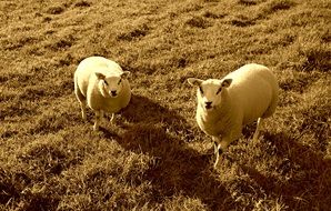 top view of sheep on pasture in monochrome