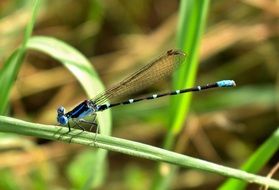 black and blue damselfly