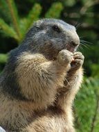 eating Marmot Animal outdoor