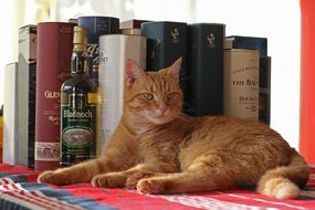 home cat on the table with alcohol