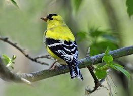 Chaffinch with a yellow breast on a branch