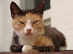 sleepy homeless cat