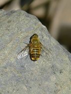 Species Of Bee