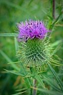 Thistle plant in the wild