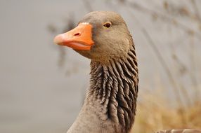 goose on a background of lake