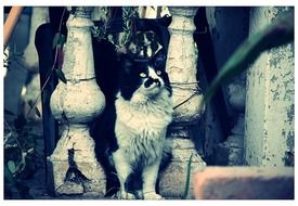 black and white cat stands on a stone staircase