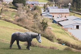 cute and beautiful Horse