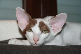 shorthair cat with big ears