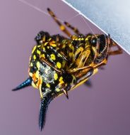 black and yellow spotted spider closeup