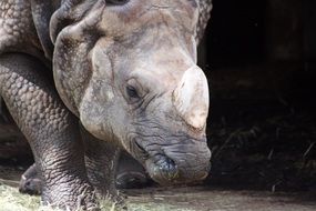 Rhino with Horn in zoo closeup