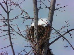 snowy bird's nest on a tree