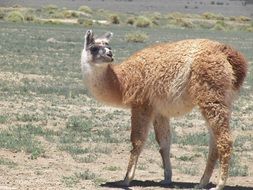 Cute llama lives in the Peru