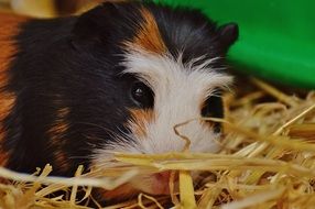 little guinea pig in the straw
