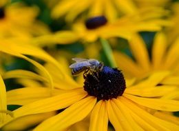 honey bee on yellow Sonnenhut