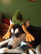 Husky with the toy on the head