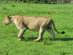 Lions Tanzania