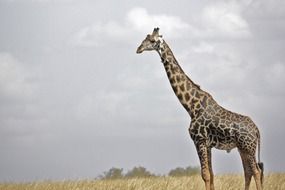 Wild Giraffe in Africa