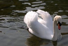 noble white swan in the lake