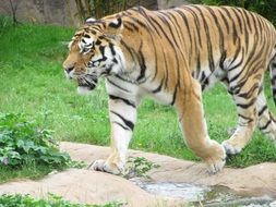 Tiger walking on a grass