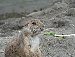 Wild meerkat in animal world