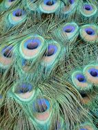 Beautiful Peacock Feathers in nature