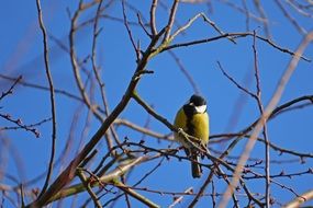 songbird on a branch of a winter tree