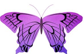 painted striped purple butterfly