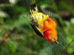 Bird in Brazil