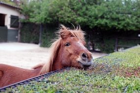 curious horse head over the fence