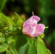 wild rose as a wild plant