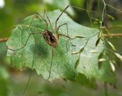 opilione on a green leaf