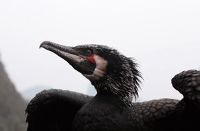 photo of black cormorant