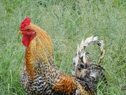 beautiful colorful rooster in tall green grass