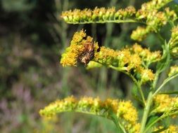 fly on yellow blossom Flower