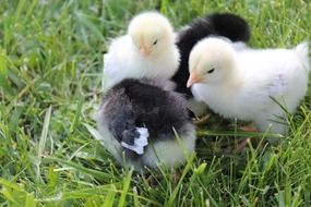 different chickens on green grass