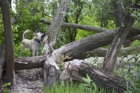 Dog in Forest at fallen Trees