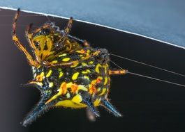 small colorful spider