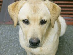 Labrador puppy in the yard